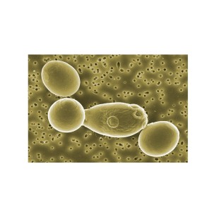 ABBAYE DE SEPT-FONS - Complément alimentaire Transit