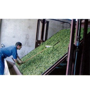 ABBAYE DE MAYLIS - Tisane drainante et détoxifiante - Tisane de Maylis - Lepidium Latifolium