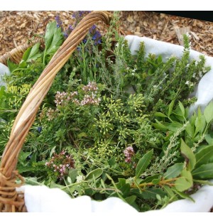 Herbes aromatiques pour la cuisine (R7HA)