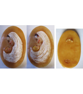 Médaillon ovale - (CF CM5W)