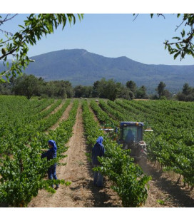 Exsulta, vin rosé par l'Abbaye de Jouques, bouteille - 75 cL - (JO-bve)