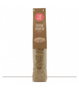 triticum turanicum grano duro