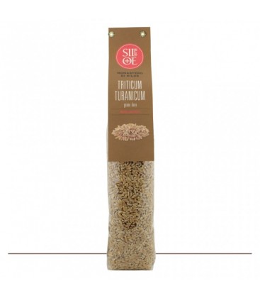 triticum turanicum grano duro